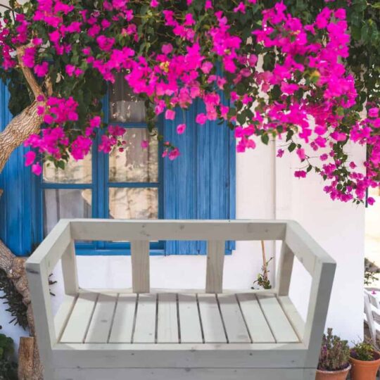 Bright bougainvilla flowers blooming near a white garden bench and vibrant blue window shutters on a sunny Greek-style house. Perfect for outdoor home decor in warm climates.